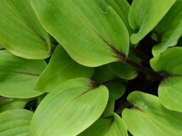 Hosta 'Purple Heart'