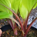 Hosta 'Purple Heart'