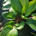 Hosta 'Purple Heart'