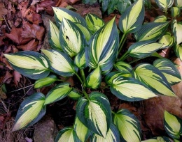 Hosta 'Remember Me'