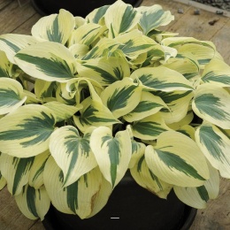 Hosta 'Firn Line'