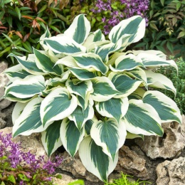 Hosta 'Firn Line'