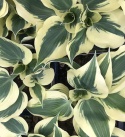 Hosta 'Firn Line'