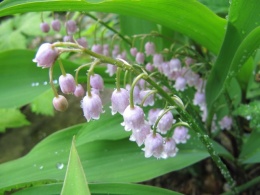 Konwalia majowa Rosea