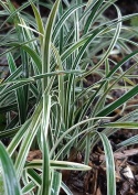 Konwalnik Variegata - Ophiopogon japonicus 'Variegata'