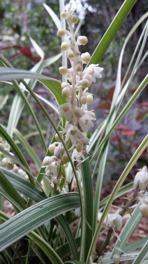 Konwalnik Variegata - Ophiopogon japonicus 'Variegata'