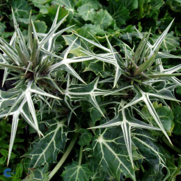 Mikołajek różnobarwny Eryngium variifolium