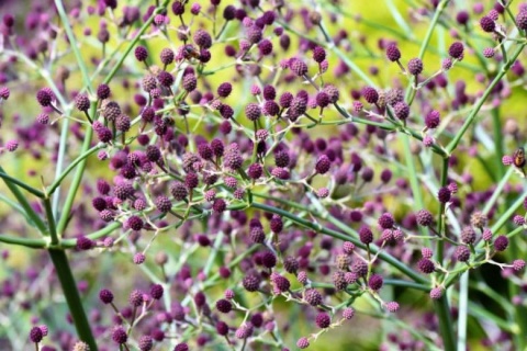 Mikołajek pandanolistny 'Physic Purple'- Eryngium pandanifolium