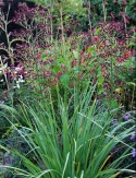 Mikołajek pandanolistny 'Physic Purple'- Eryngium pandanifolium