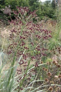 Mikołajek pandanolistny 'Physic Purple'- Eryngium pandanifolium