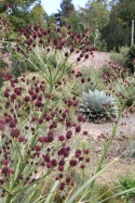 Mikołajek pandanolistny 'Physic Purple'- Eryngium pandanifolium