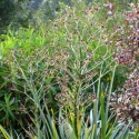 Mikołajek pandanolistny 'Physic Purple'- Eryngium pandanifolium