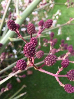 Mikołajek pandanolistny 'Physic Purple'- Eryngium pandanifolium