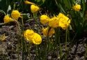 Narcyz- Narcissus bulbocodium 'Golden Bells'