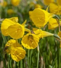 Narcyz- Narcissus bulbocodium 'Golden Bells'