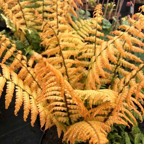 Narecznica Wallicha 'Jurassic Gold'- Dryopteris wallichiana 'Jurassic Gold'