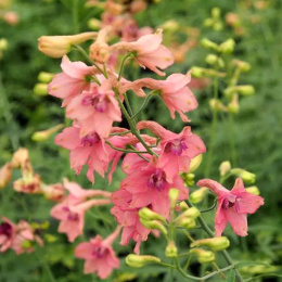 Ostróżka- Delphinium ruysii 'Pink Sensation'