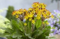 Pierwiosnek 'Oakleaf yellow Picotee'