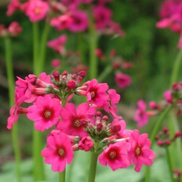 Pierwiosnek japoński - Primula japonica 'Carminea'