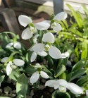 Przebiśnieg Elwesa - Galanthus elwesii Polar Bear