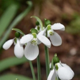 Przebiśnieg Elwesa - Galanthus elwesii Polar Bear