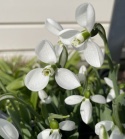 Przebiśnieg Elwesa - Galanthus elwesii Polar Bear