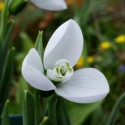 Przebiśnieg Elwesa - Galanthus elwesii Polar Bear