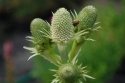 Mikołajek agawolistny- eryngium agavifolium