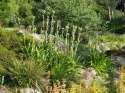 Mikołajek agawolistny- eryngium agavifolium