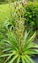 Mikołajek agawolistny- eryngium agavifolium