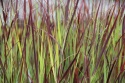 Proso rózgowate 'Hot Rod' Panicum virgatum