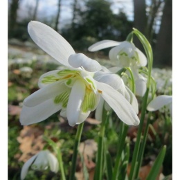 Przebiśnieg - Galanthus nivalis 'Flore Pleno'