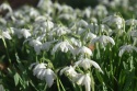 Przebiśnieg - Galanthus nivalis 'Flore Pleno'