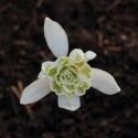 Przebiśnieg - Galanthus nivalis 'Flore Pleno'