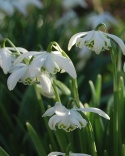 Przebiśnieg - Galanthus nivalis 'Flore Pleno'