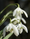 Przebiśnieg - Galanthus nivalis 'Flore Pleno'