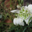 Przebiśnieg - Galanthus nivalis 'Flore Pleno'