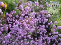 Rutewka- Thalictrum del. 'Hewitt's Double'