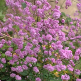 Rutewka- Thalictrum del. 'Hewitt's Double'