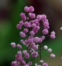 Rutewka- Thalictrum del. 'Hewitt's Double'