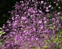 Rutewka- Thalictrum del. 'Hewitt's Double'