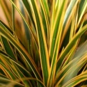 Turzyca- Carex 'Everglow' (p9)