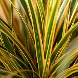 Turzyca- Carex 'Everglow' (p9)