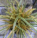 Turzyca- Carex 'Everglow' (p9)