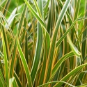 Turzyca- Carex 'Everglow' (p9)