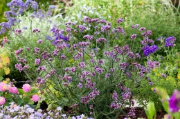 Werbena patagońska- Verbena bonarensis 'Lolipop'