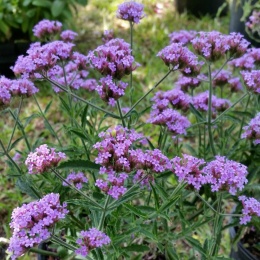 Werbena patagońska- Verbena bonarensis 'Lolipop'