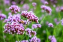 Werbena patagońska- Verbena bonarensis 'Lolipop'