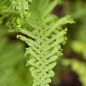 Wietlica samicza- Athyrium fil.-f. 'Victoriae'