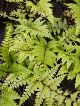 Wietlica uszkowata- Athyrium otophorum 'Okanum'